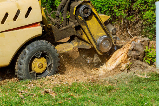 Best Tree Root Removal  in USA